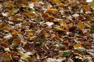 Autumn leaves covering the ground Beautiful fall foliage