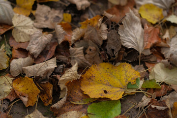 Fallen autumn leaves on the ground Various colors and textures