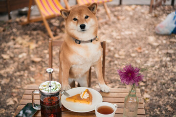 Dog with pumpkin pie