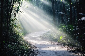Obraz premium A dirt road surrounded by trees in a dense forest