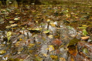 Autumn leaves floating on calm water with rain ripples