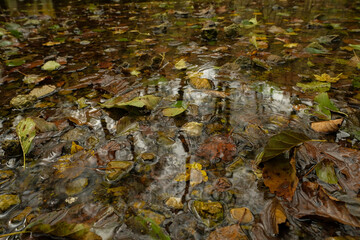 Autumn leaves floating on shallow water reflecting trees