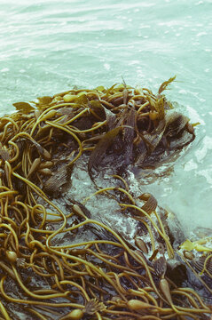 Seaweed on film