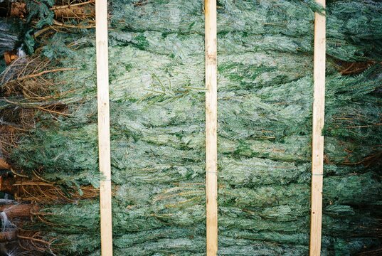 Christmas trees stacked for sale at the market