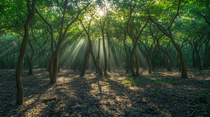 Obraz premium A magical atmosphere with rays of sunlight breaking through the dense canopy, illuminating the forest floor.