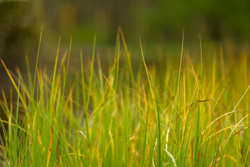 Close up of vibrant green and yellow grass blades softly illuminated