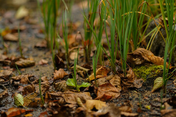 Close up of green shoots emerging from fallen autumn leaves