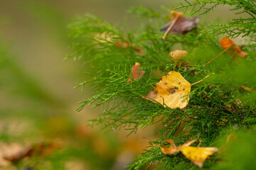 Autumn leaves resting on evergreen branches A close up showcasing the beauty of fall