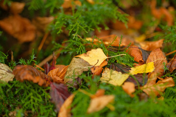 Autumn leaves on moss vibrant colors of fall