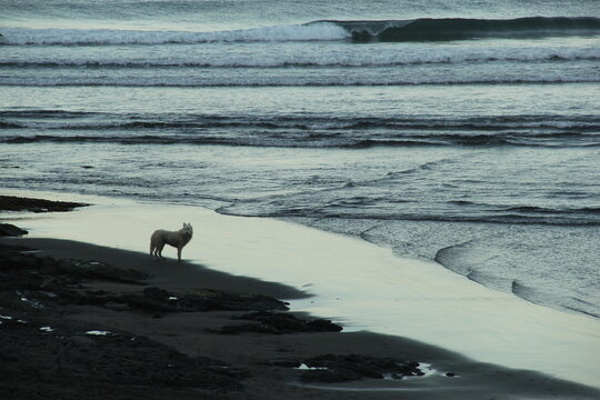 Dog on a beach at dusk.