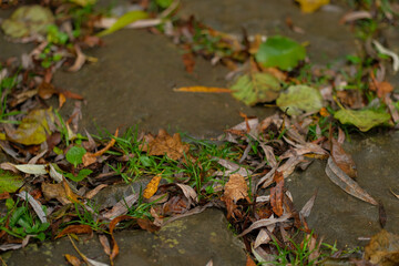 Fallen autumn leaves on a stone path interspersed with patches of green grass