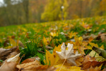 Autumn leaves scattered on a grassy lawn Golden and brown foliage on a crisp autumn day
