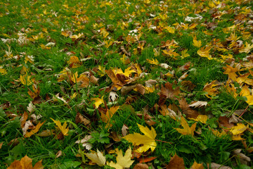 Fallen autumn leaves scattered on a lush green lawn