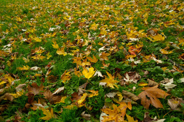 Fallen autumn leaves on green grass Perfect for seasonal backgrounds or designs