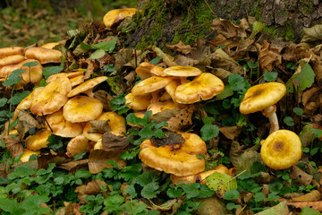 Cluster of vibrant yellow mushrooms nestled amongst autumn leaves and green groundcover
