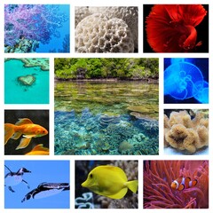 collage of images of the water world. Underwater nature, fish, and plants
