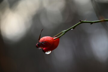 Las i jego elementy w zimowy ale deszczowy dzień styczniowy. © grzegorz