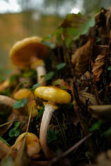 Vibrant yellow mushrooms emerging from autumn leaves