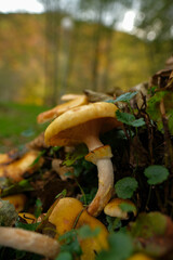 Cluster of golden mushrooms in autumnal forest setting