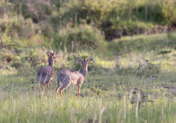 Kirk's Dikdik Pair on the Lookout