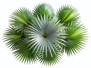 Silver Fan Palm Tree Top View, Isolated on White Background - High-Resolution Stock Photo