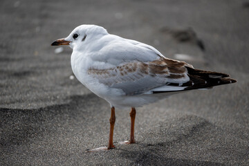 seagull on the beach