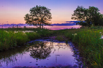 A pond with two trees in the background