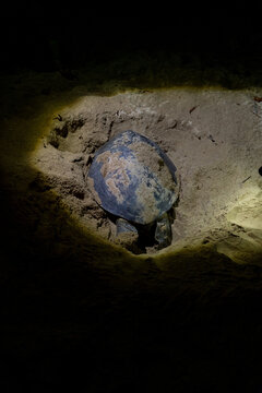 Turtle Nesting on Sandy Beach