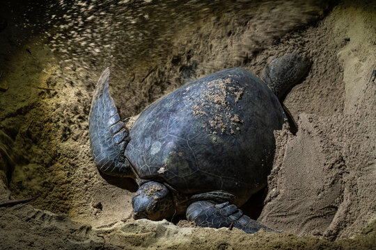Turtle Nesting on Sandy Beach