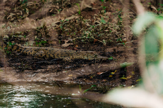 Young Crocodile Resting by the Water's Edge