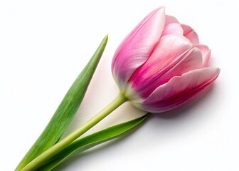 Naklejka premium Single Pink Tulip Flower Isolated on White Background - Closeup Spring Bloom