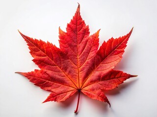 Single Red Maple Leaf on Pure White Background - Autumn Stock Photo