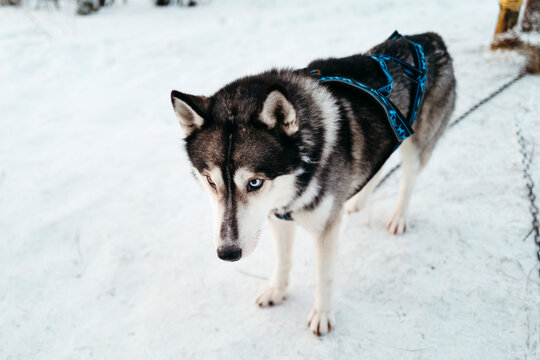 Siberian Husky Ready for an Adventure in Winter