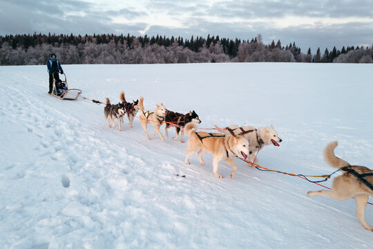 Exciting Sled Dog Adventure in the Snow