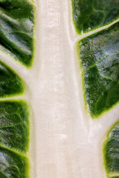 Close-up of green leafy Swiss chard texture with white central vein