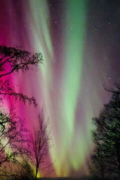 auroas in the forest