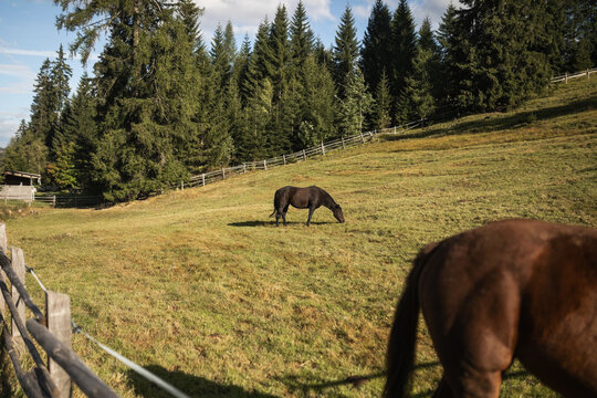 Horses grazing in a natural landscape