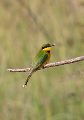 Little bee-eater