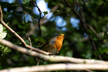 Fototapeta premium European Robin (Erithacus rubecula) in National Botanic Gardens, Dublin - Native to Europe and Asia