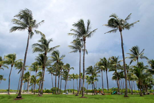 Green grass lawn in Miami with palm trees, and moody sky