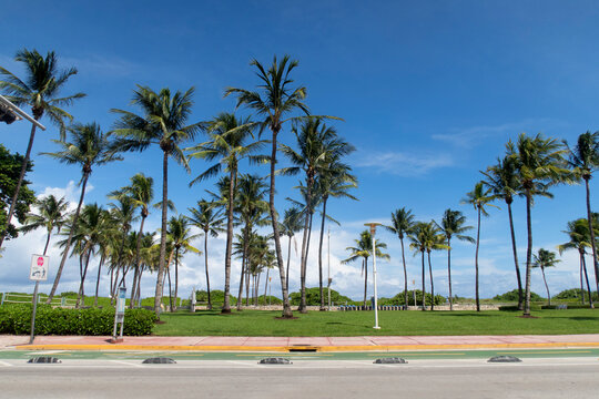 Street in Miami with palm trees, grass and blue sky