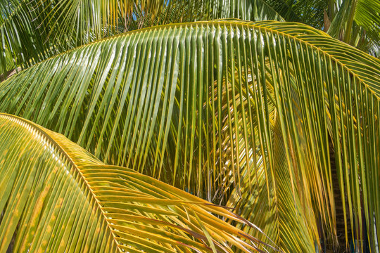 Palm trees closeup