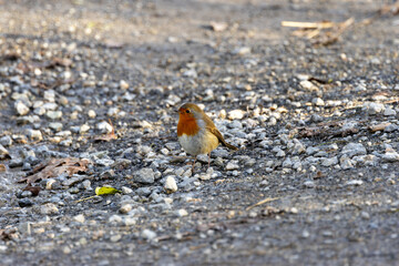 European Robin (Erithacus rubecula) in National Botanic Gardens, Dublin - Native to Europe and Asia