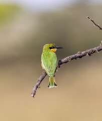 Little bee-eater