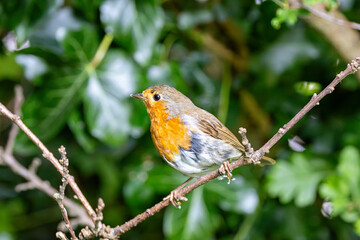 European Robin (Erithacus rubecula) in National Botanic Gardens, Dublin - Native to Europe and Asia