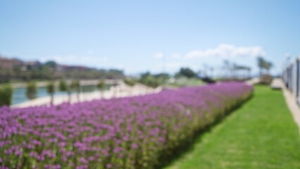 Blurred view of outdoor purple flower field with green grass and distant trees in mallorca under sunny blue sky