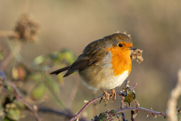 European Robin (Erithacus rubecula) in National Botanic Gardens, Dublin - Native to Europe and Asia