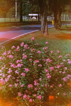 Aesthetic expired cross processed natural effect film. Nature, flowers
