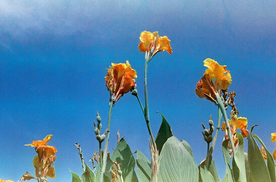 Organic aesthetic style of expired cross processed film of floral shot