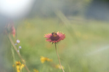 Bee on blanket flower in Texas spring season wildflower field with abstract artistic blurred background.